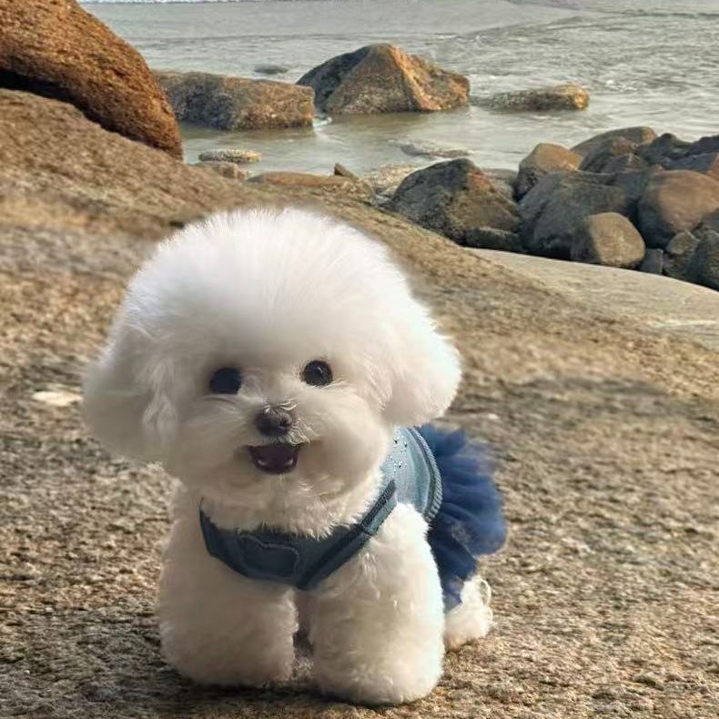 博美比熊西施等小型犬狗狗活体