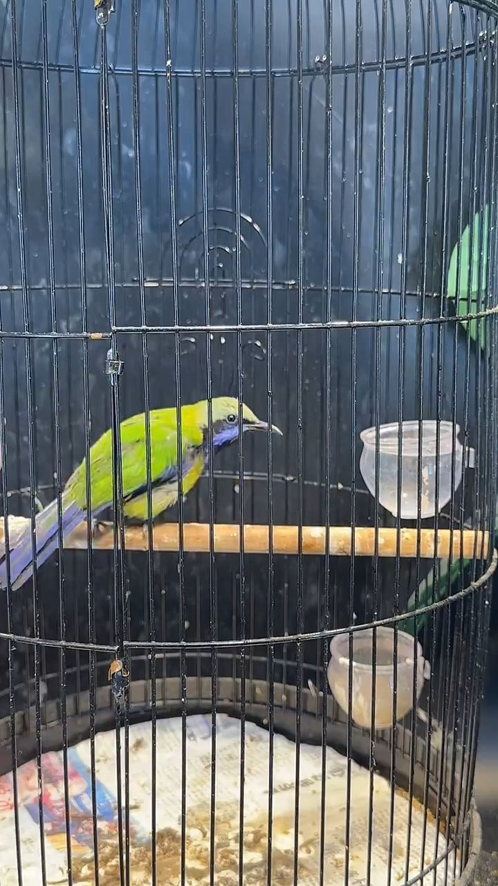 虎皮鹦鹉5号橙腹养笼400元起拍