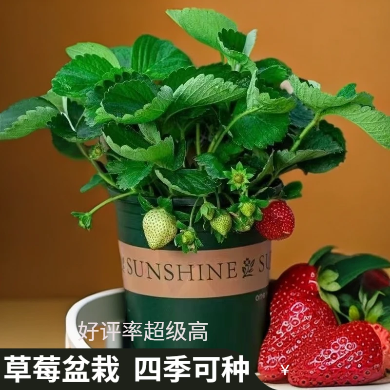 【0.8加仑】带花大盆草莓盆栽四季阳台庭院盆栽植物南北方种植草