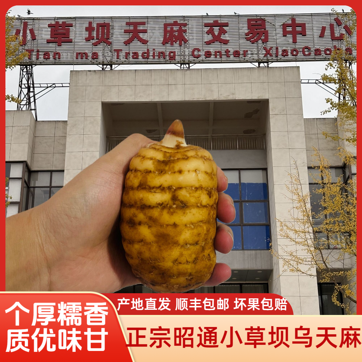 【产地实惠价】每日现挖云南昭通小草坝高山乌天麻营养丰富新鲜