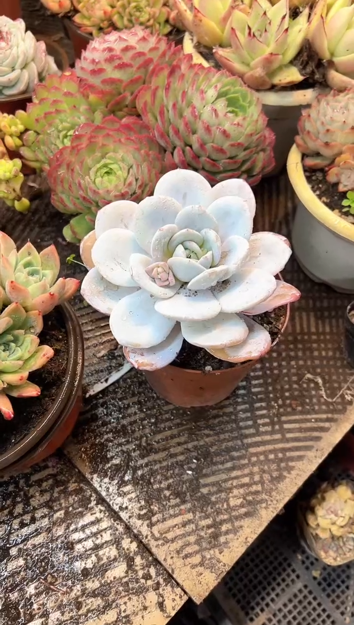 小*多肉植物一物一拍21465