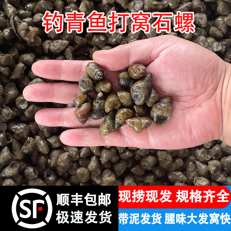 钓鱼打窝专用螺薄壳螺种苗小号鲜活石螺鲜活小田螺泥螺喂宠物螺蛳