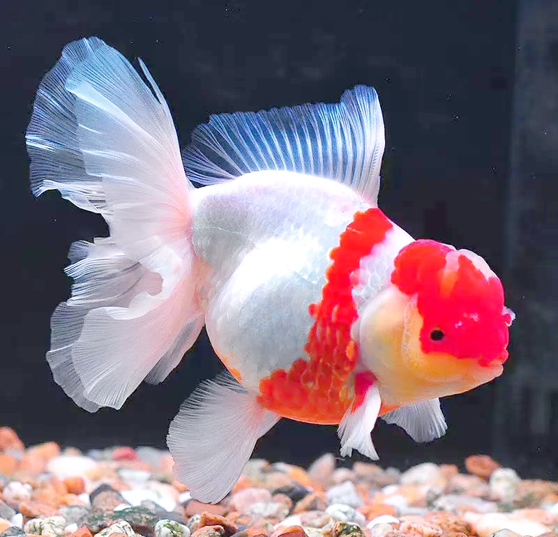 精品泰狮鱼苗冷水观赏鱼好养耐活适合鱼缸养殖