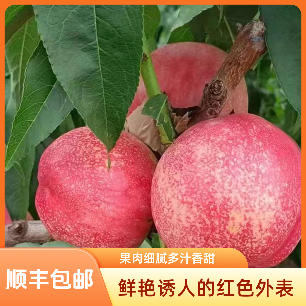 大连红珊瑚油桃脆甜嘎嘎好歹