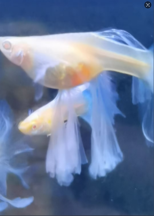 孔雀鱼补运费连接 开箱视频报损 均价赔偿 入缸不赔 乱拍随机发货
