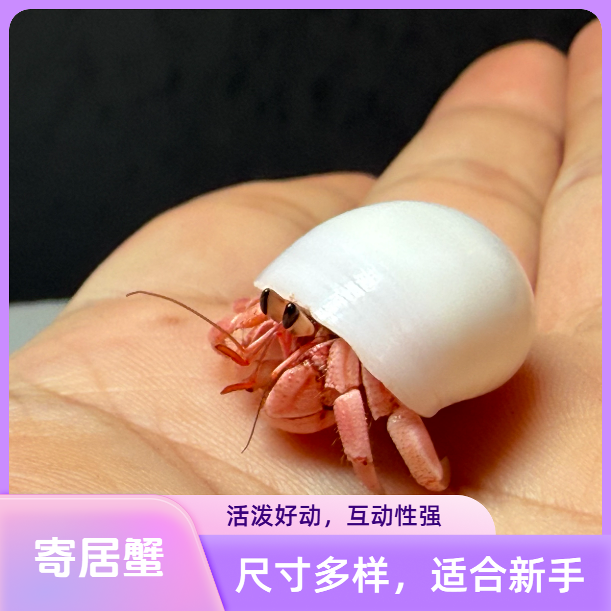 寄居蟹组盒装懒人宠物活体大中小号简单好养儿童礼物