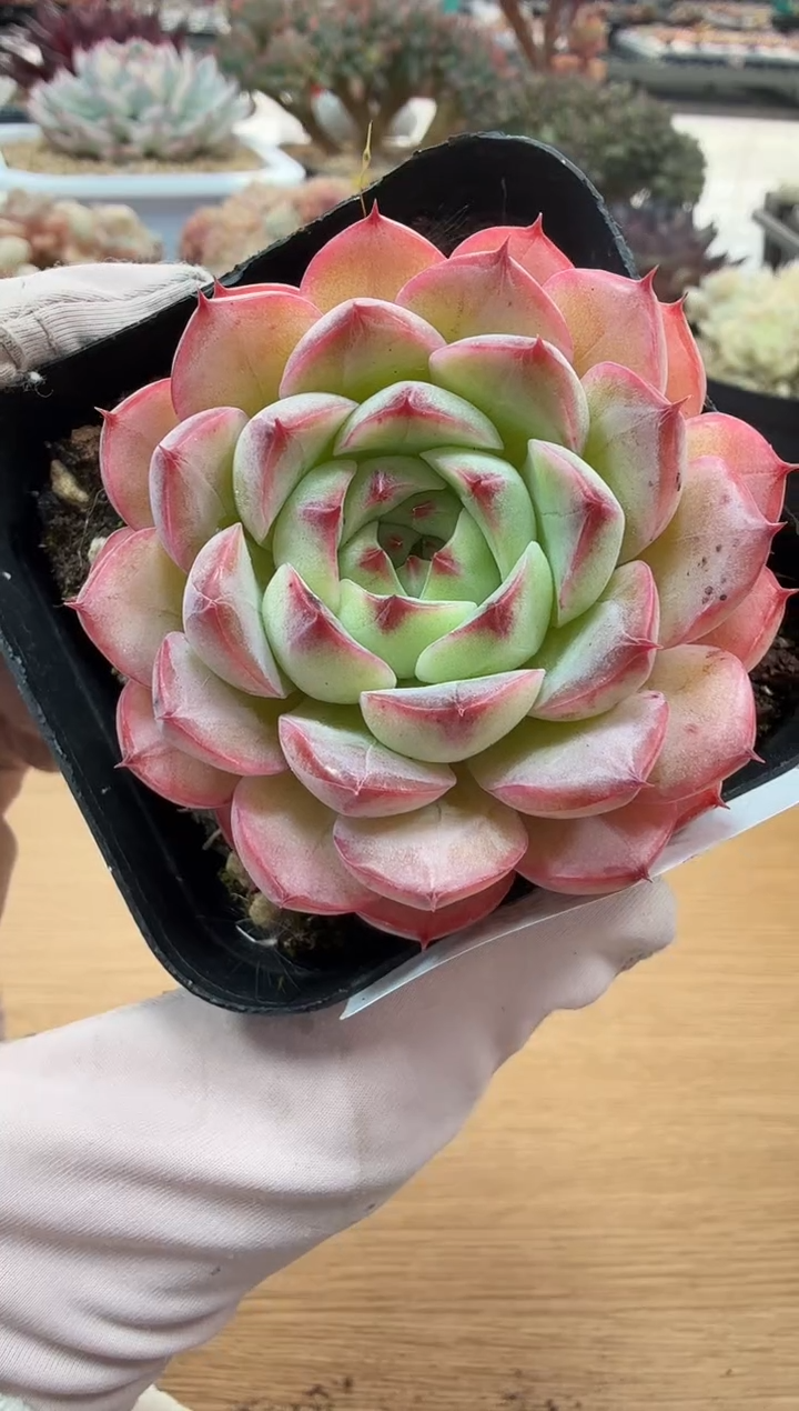 东云多肉园二店-50