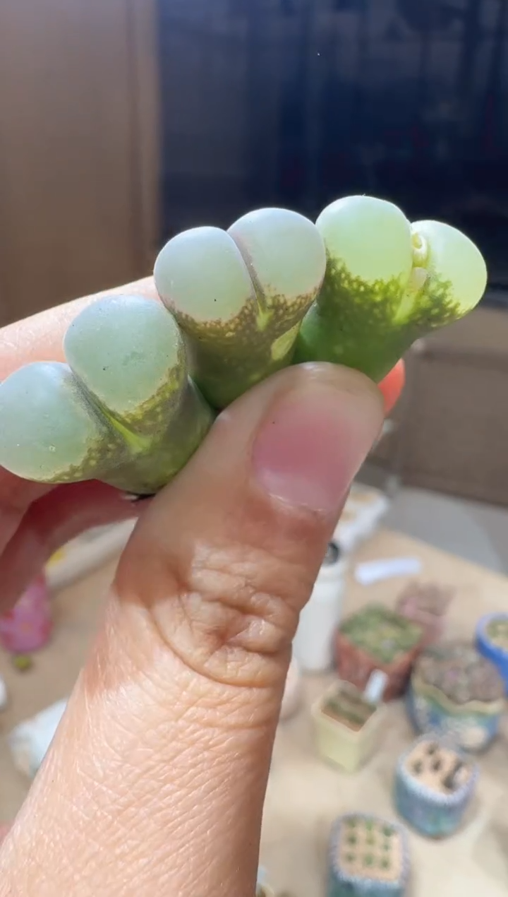 107多肉植物肉锥B23一颗