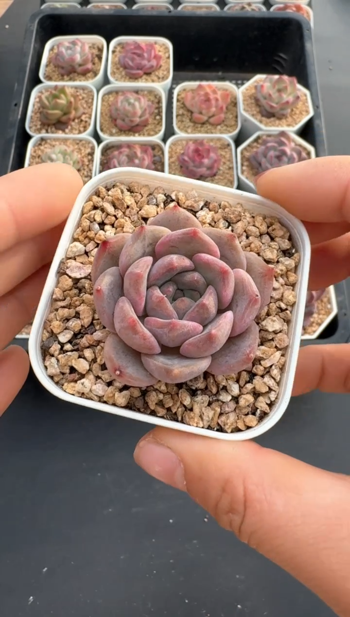 【闪购商品】500C物拍多肉带盆土6.5杯拍3颗包柚