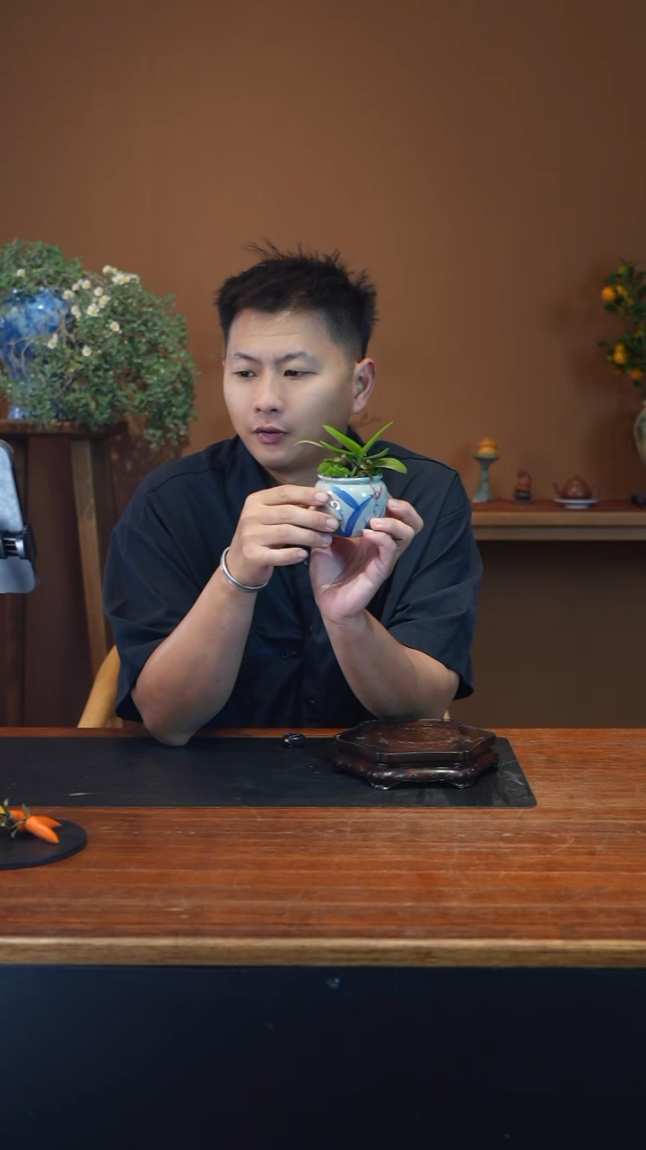 全部花朵小美人盆景盆景盆景