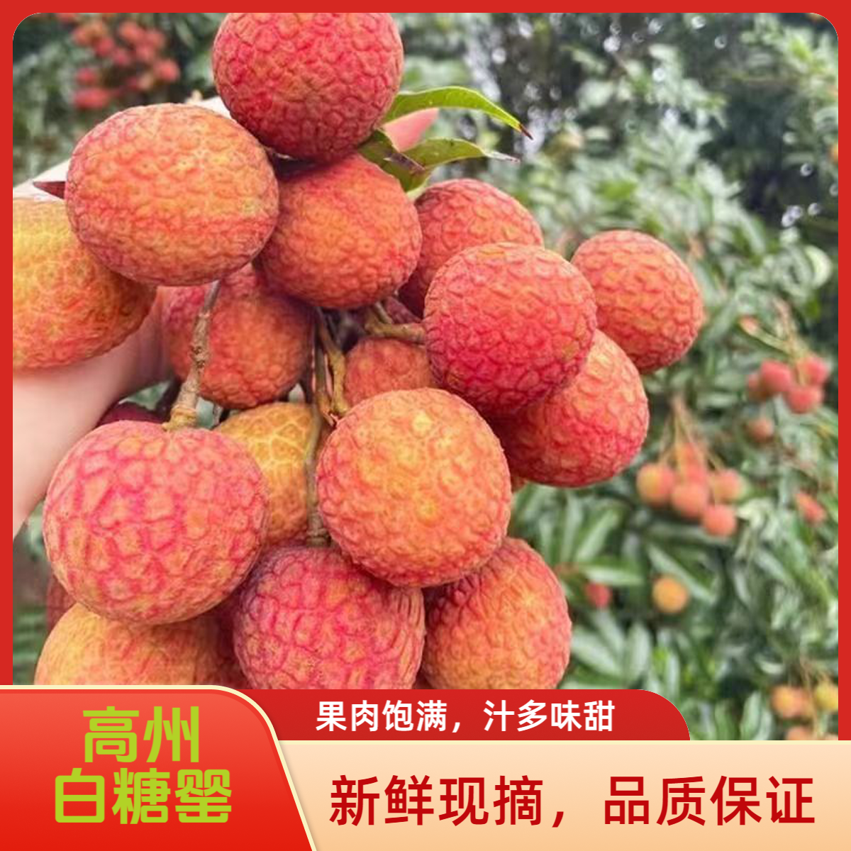广东高州白糖罂荔枝纯甜无酸皮薄肉厚清甜多汁正宗产3斤/5斤荔枝同城送