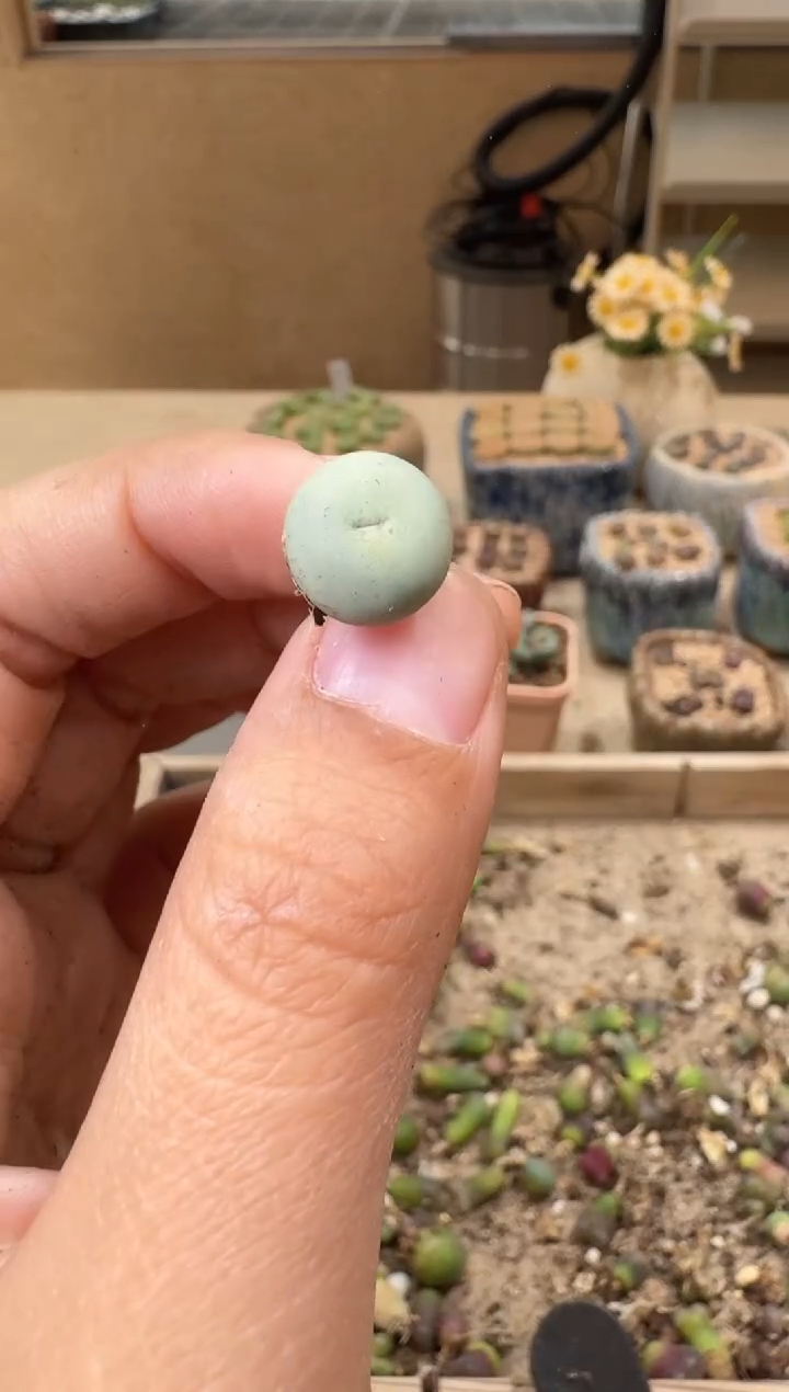 30-100多肉植物肉锥