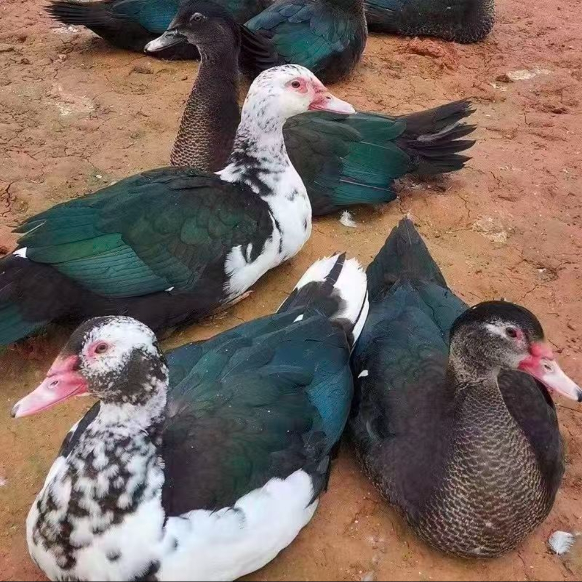 买一送一【黄皮红肉大番鸭】两只黄皮番鸭10-12斤带鸭胗料包顺丰