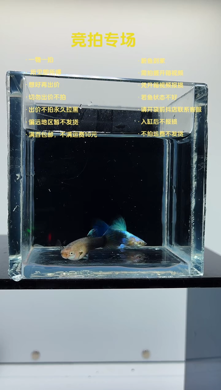 孔雀鱼蓝礼服飞船亚成一对-81