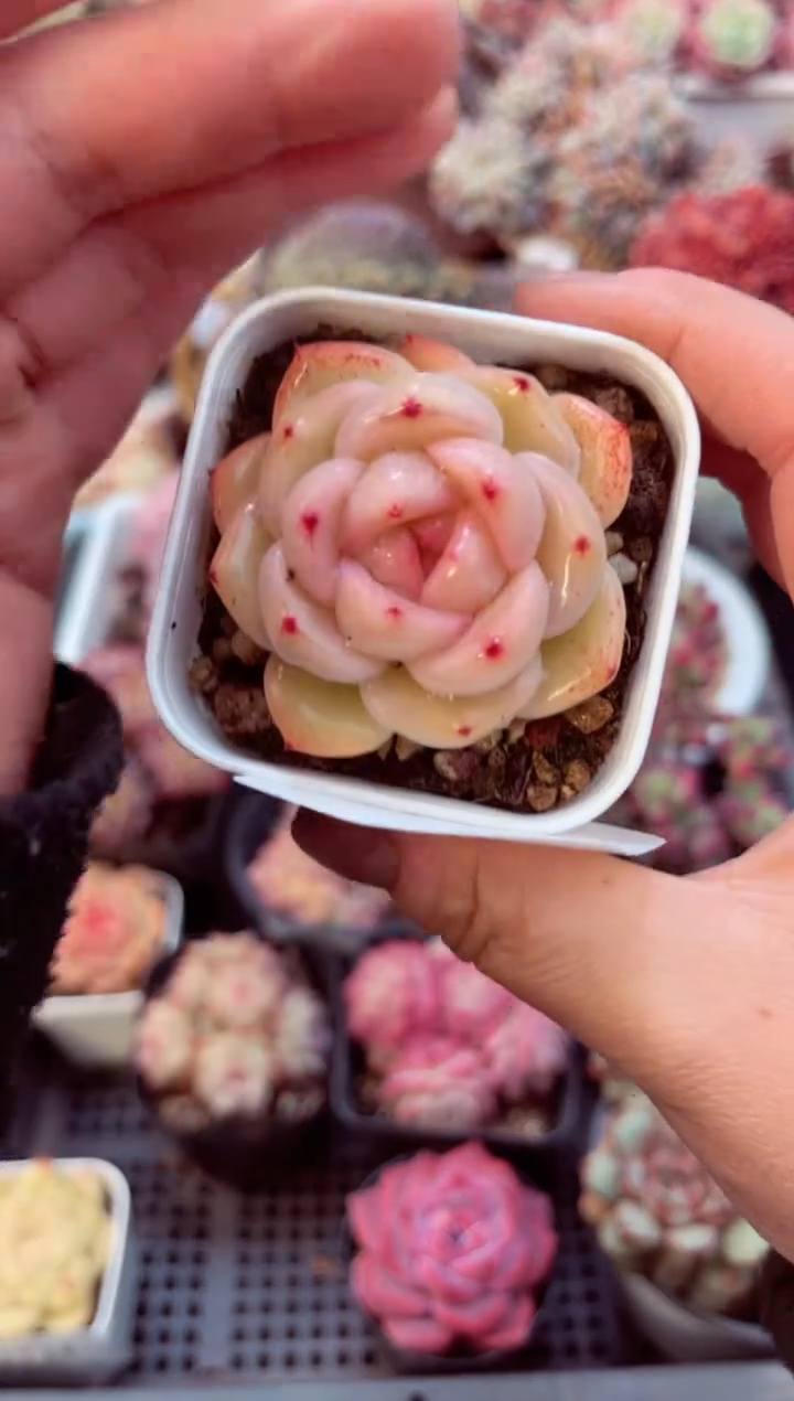 【闪购商品】7725单头多肉