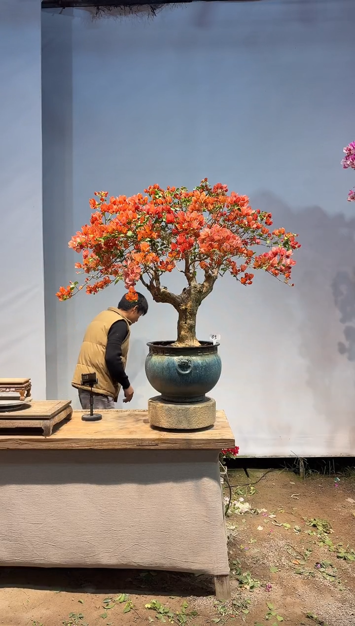 全部花朵七****7三角梅5