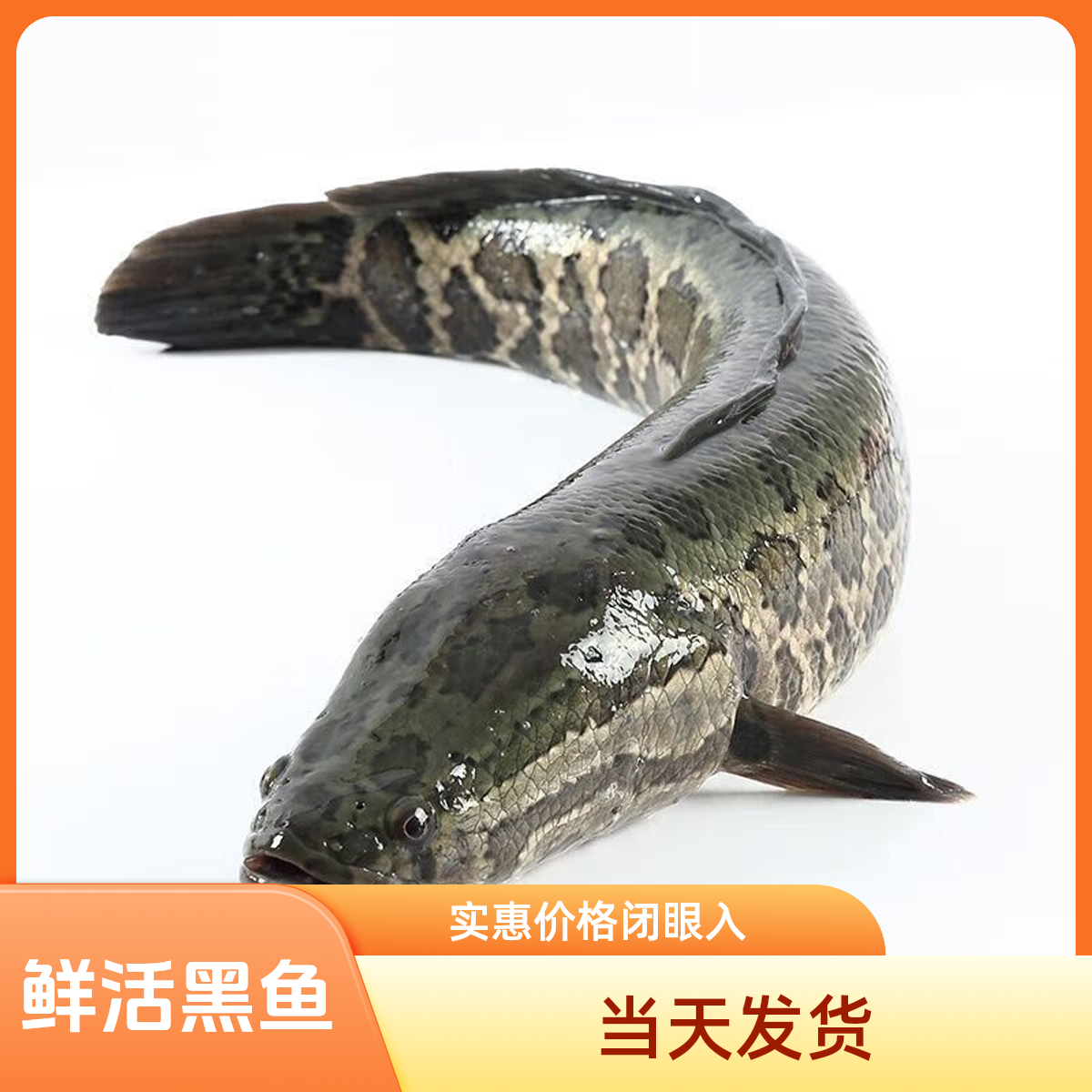 鲜活黑鱼