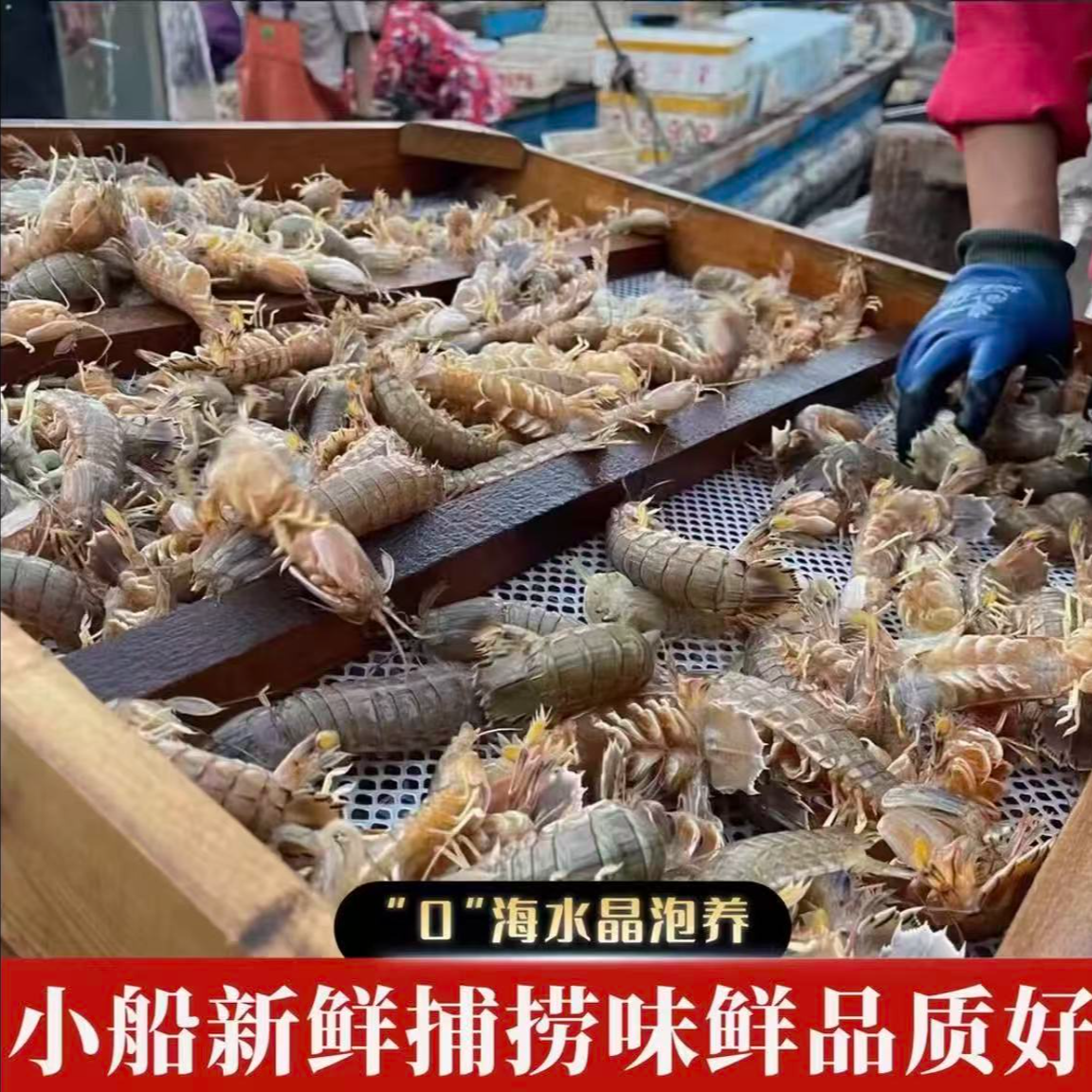 4斤海捕皮皮虾中号虾婆(虾爬子)新鲜熟冻发货顺丰包邮s