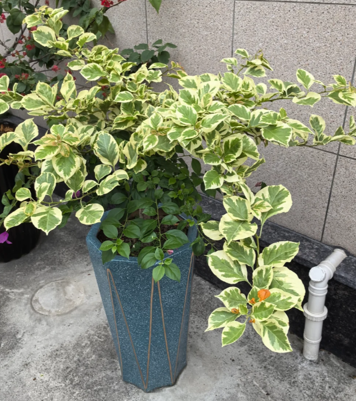 金边变色龙 十肆月园艺三角梅袋苗绿植花卉