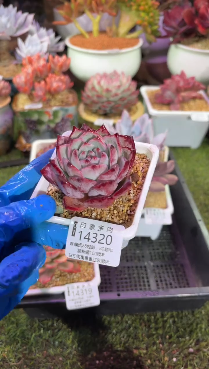 【闪购商品】14320