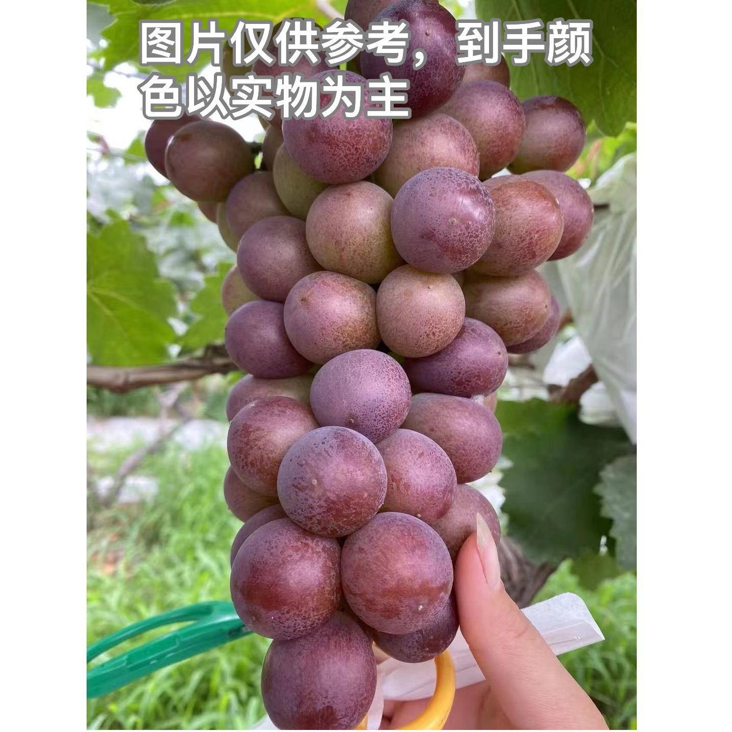 【巨峰葡萄】 上海正宗马陆葡萄巨峰葡萄京东顺丰次日达上海市