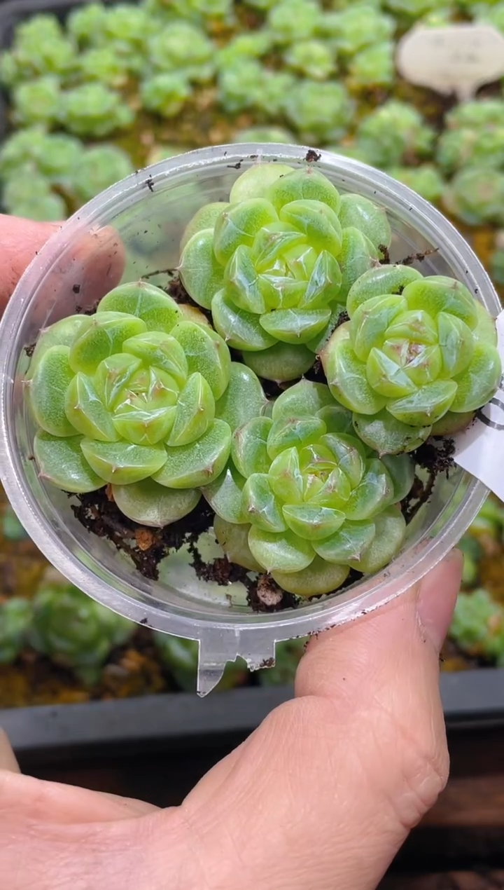 059翡皇     量拍