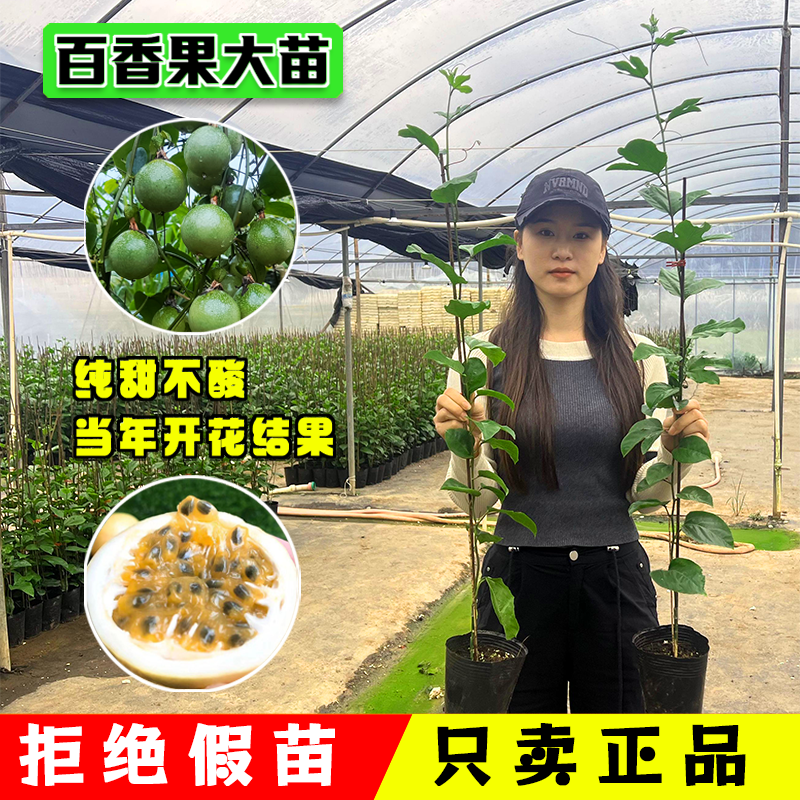 钦蜜9号黄金百香果嫁接苗树苗纯甜四季结果爬藤当年结果带叶带土