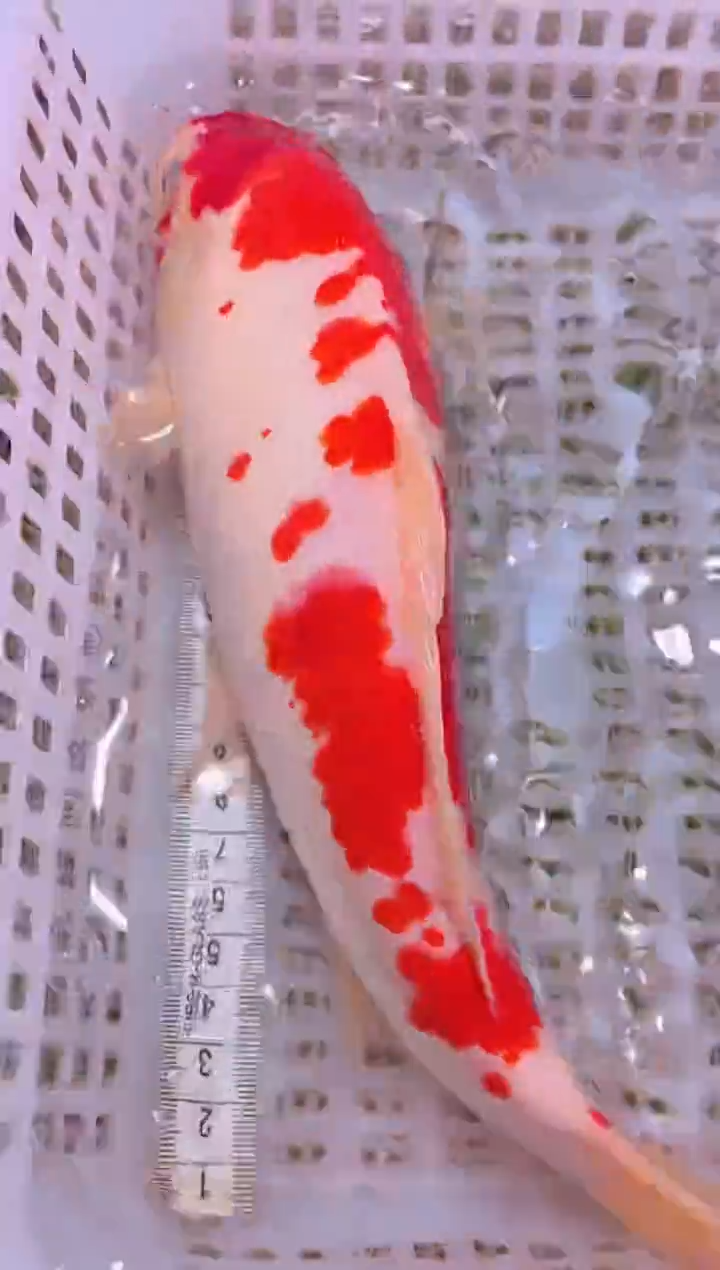 锦鲤冷水观赏鱼全场包邮172