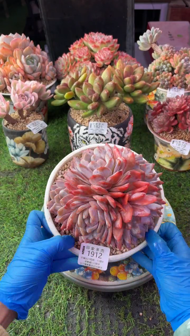 昆明印象多肉1912