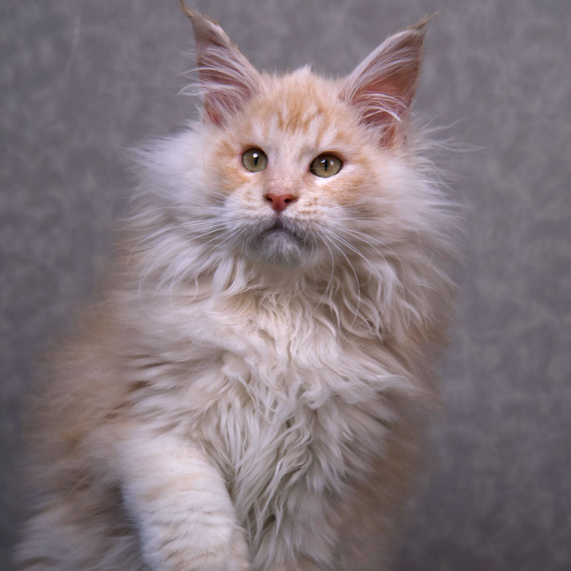 「肉松」凯米尔色缅因猫弟弟