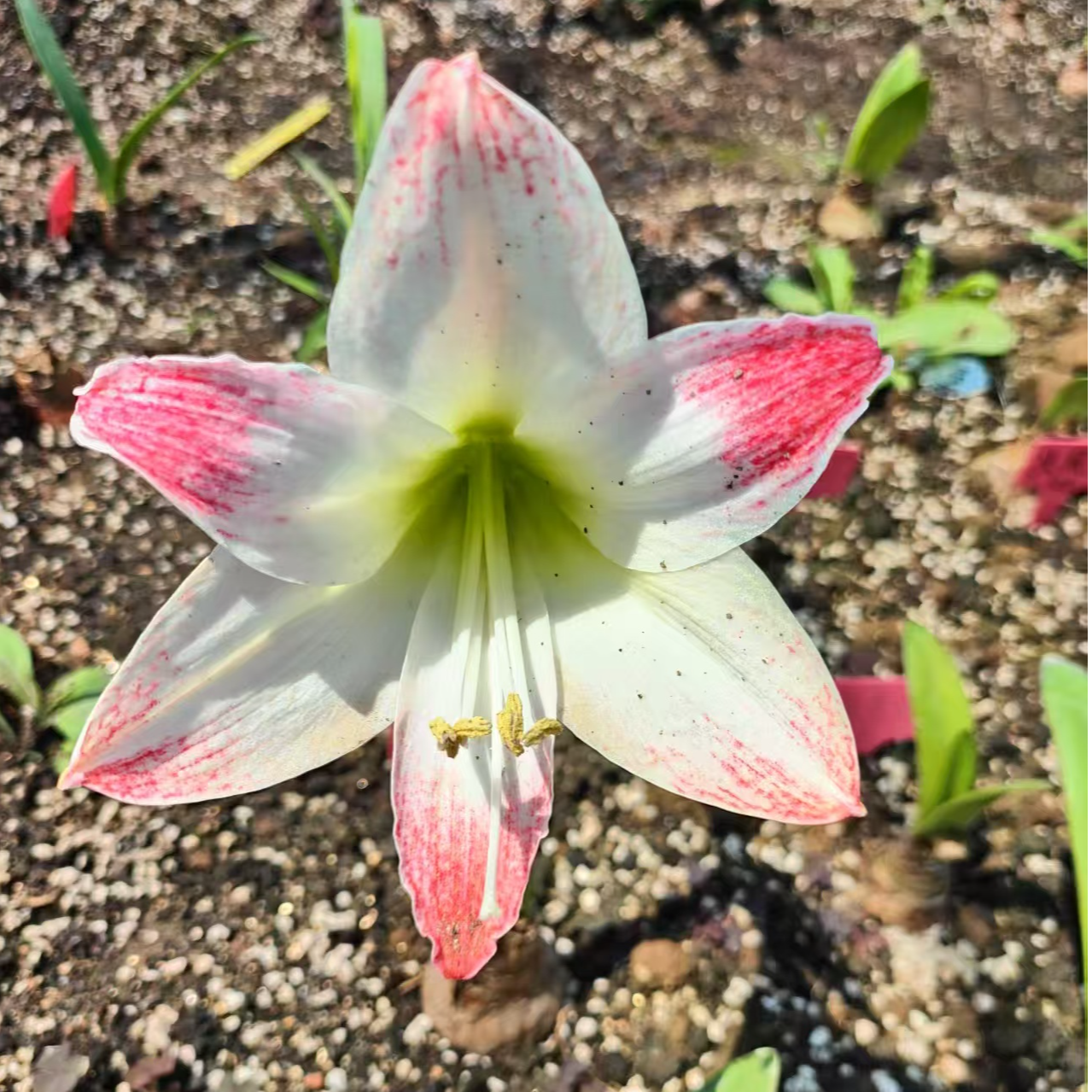 【玉美人】  花儿自育朱顶红种球裸根 包对版