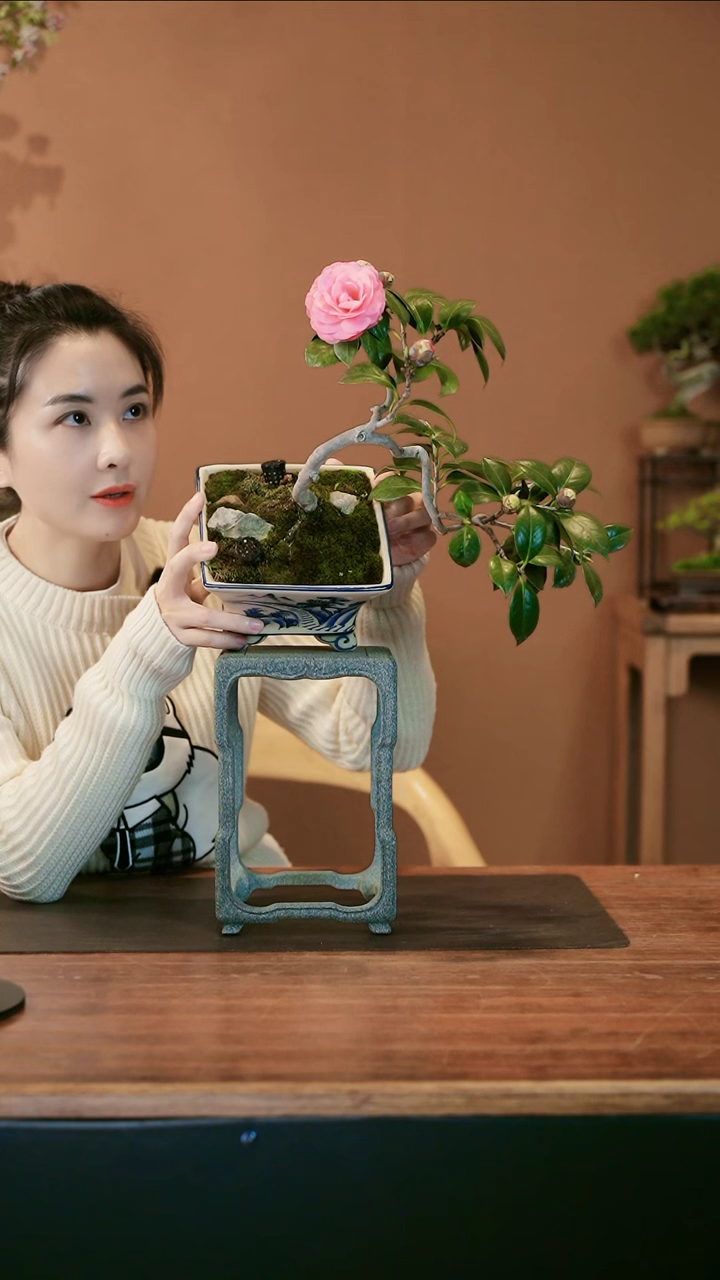 茶花盆景盆景盆景