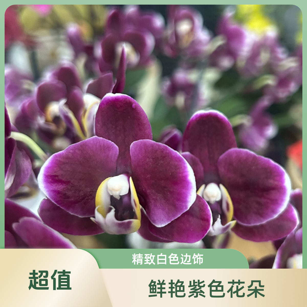 【巧克力】蝴蝶兰欧品佛山基地批发带花带花苞次日达包邮小兰花