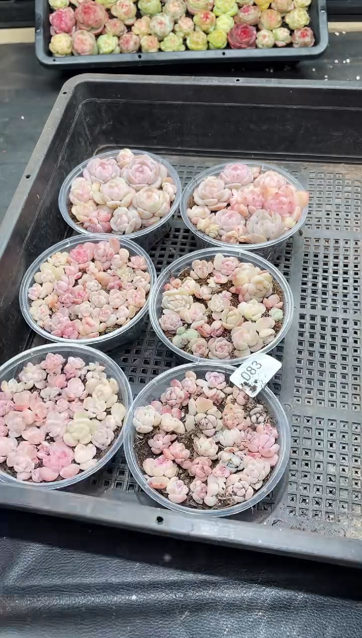 083混合      量拍