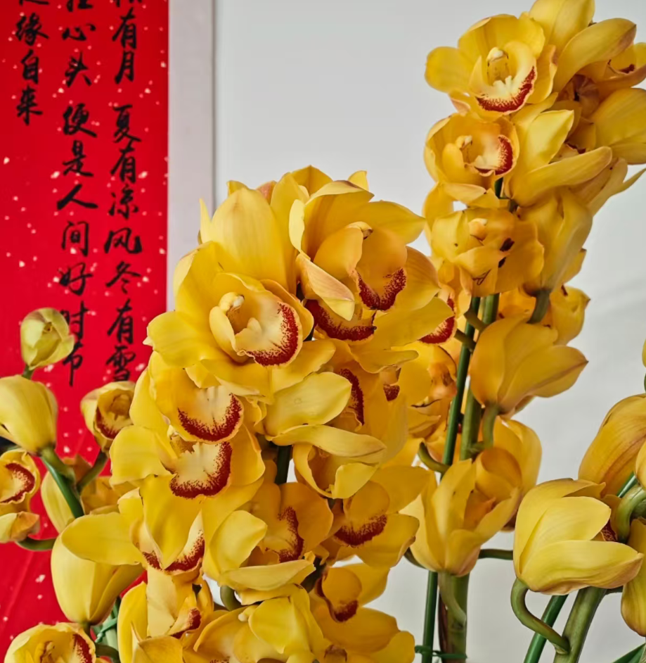 （大锤家的黄金万两）爆款！带香味年宵花 室内好养易活兰花盆栽