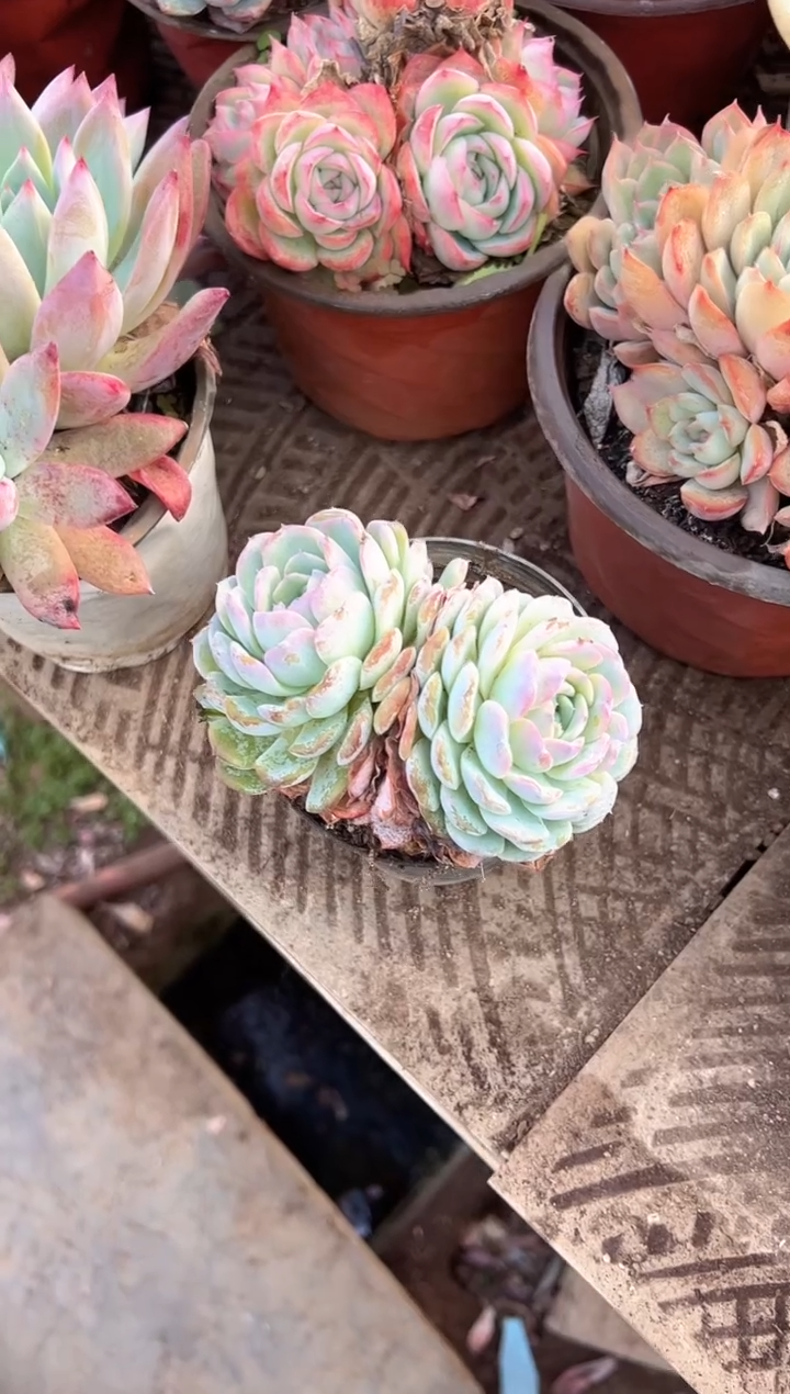 财****o多肉植物一物一拍30428