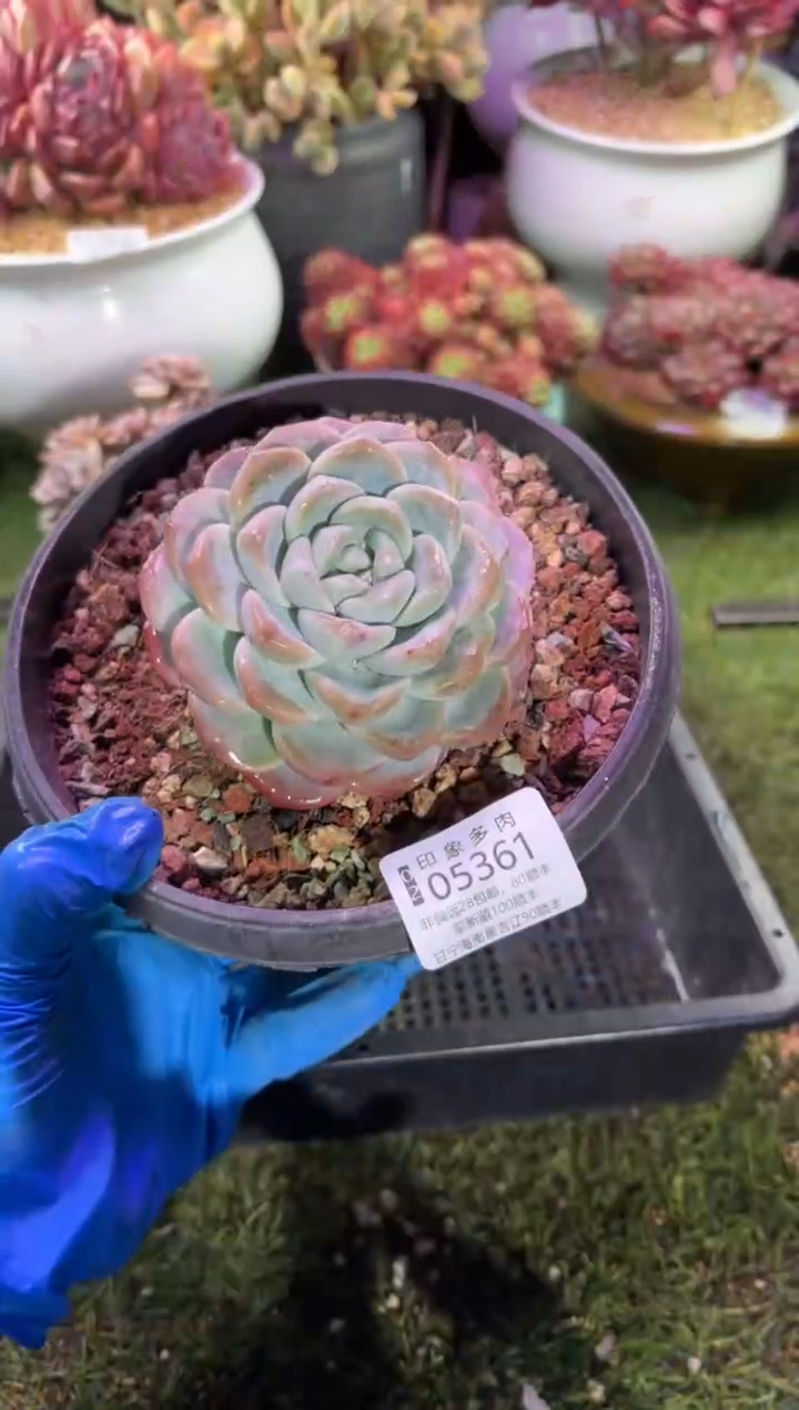 【闪购商品】05361