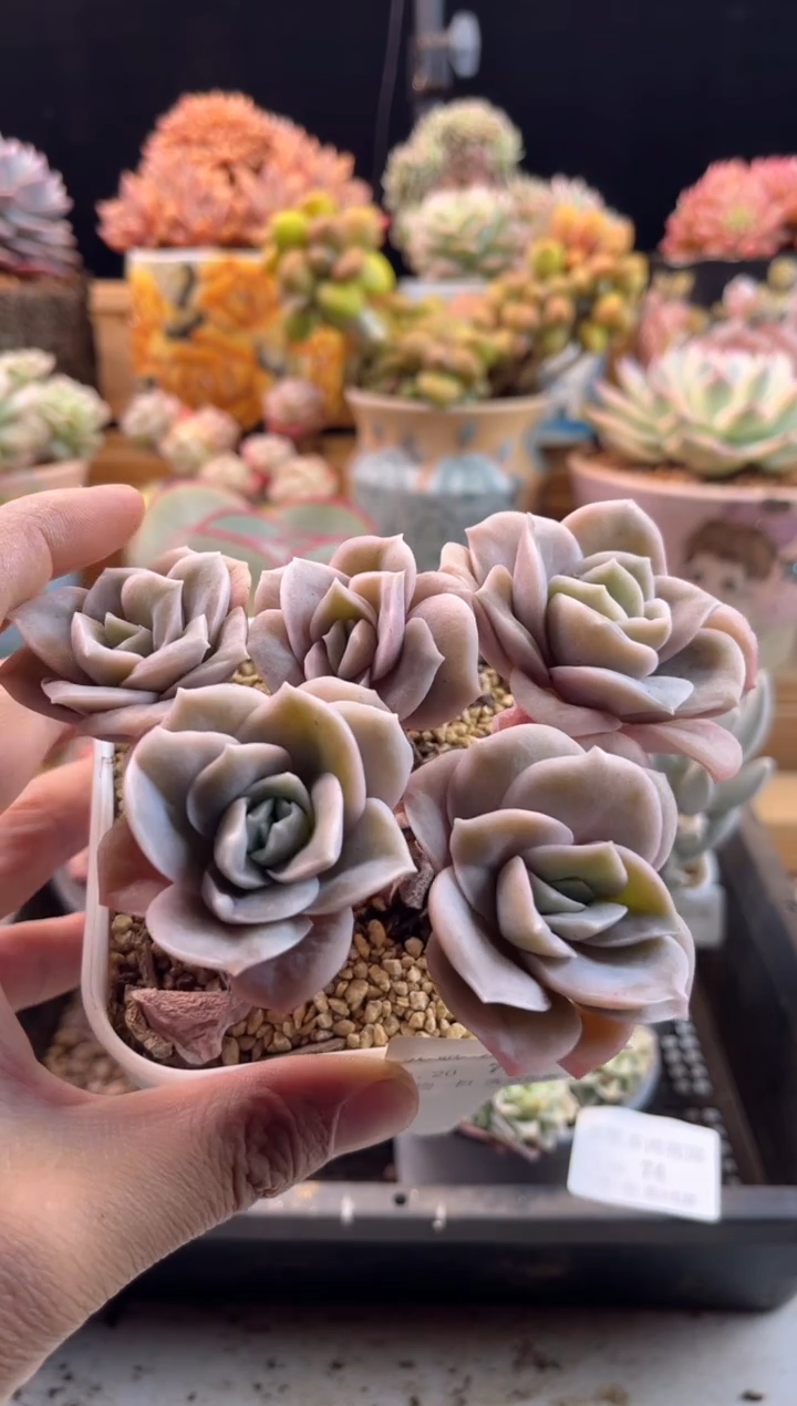 【闪购商品】1.20-75可爱玫瑰