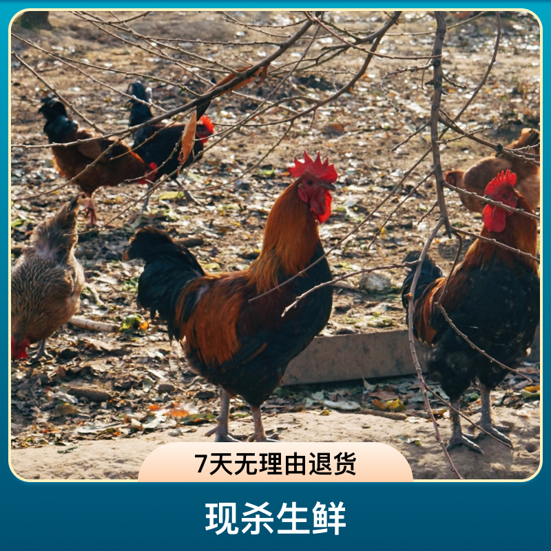 【顺丰包邮】农家散养黑脚溜达鸡，现杀生鲜拍下不退（联系主播挑选）