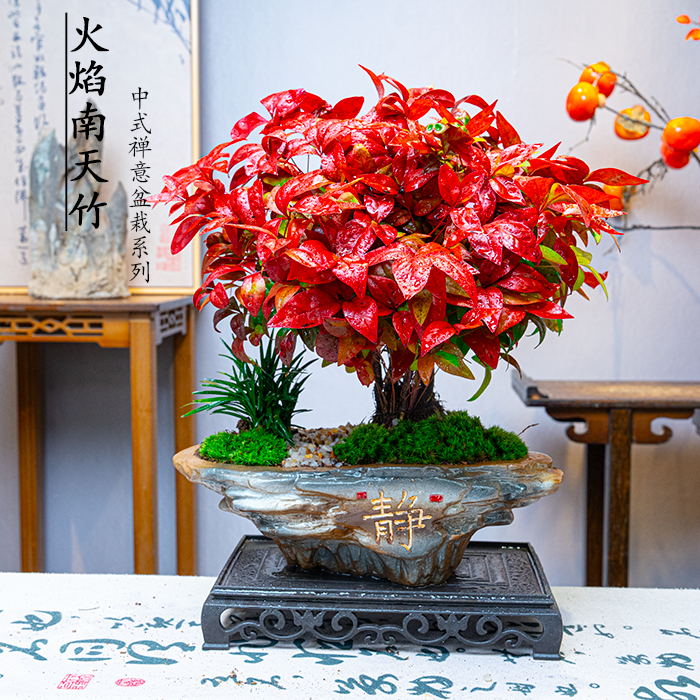{火焰南天竹}红红火火盆栽室内外耐寒四季观叶好养花卉盆景