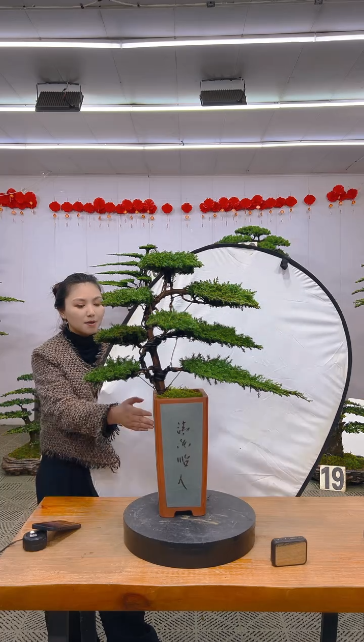 【闪购商品】盆景1