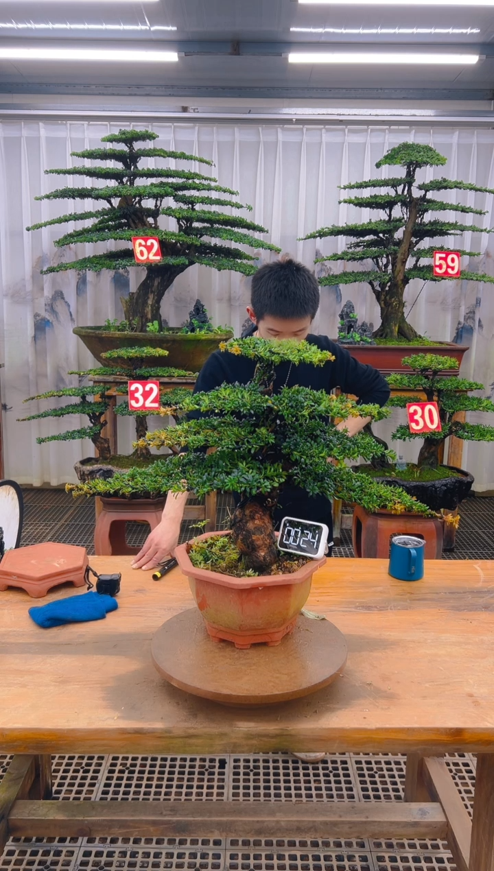 无花朵精品盆景直播间一物一拍