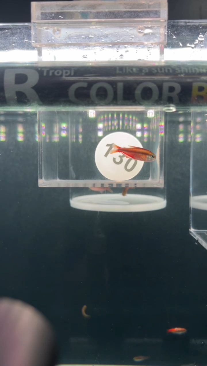 灯科鱼我****?【130】超级红魔鬼