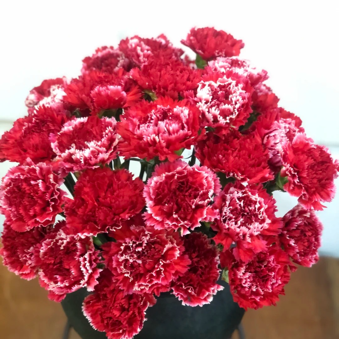 【冬红飘雪】红色康乃馨耐热长花期母爱之花鲜花顺丰包邮