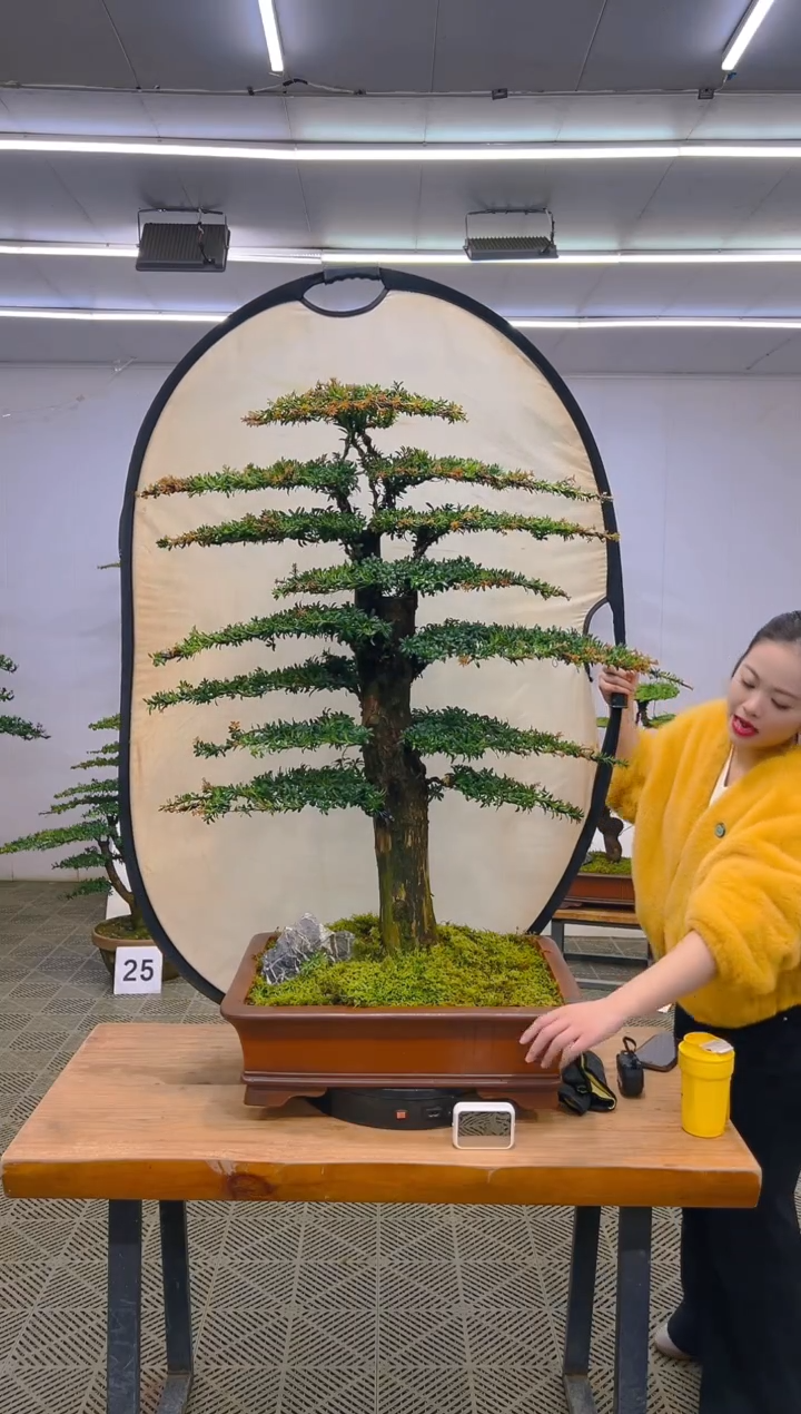 无花朵高端盆景一物一拍