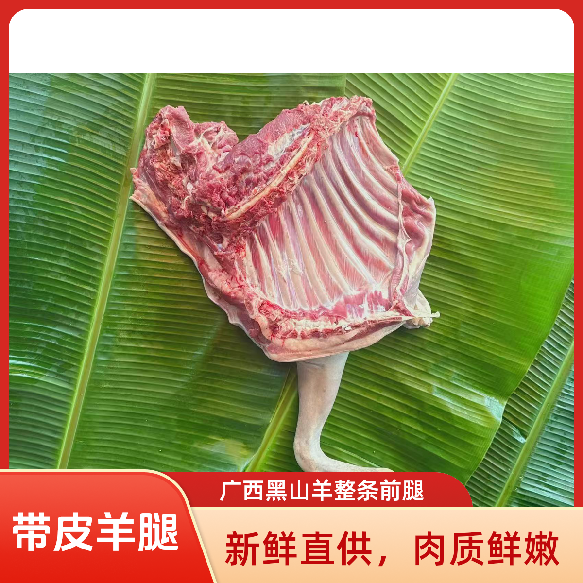 直播5斤（前腿带排）新鲜羊肉散养山羊下单不支持退款