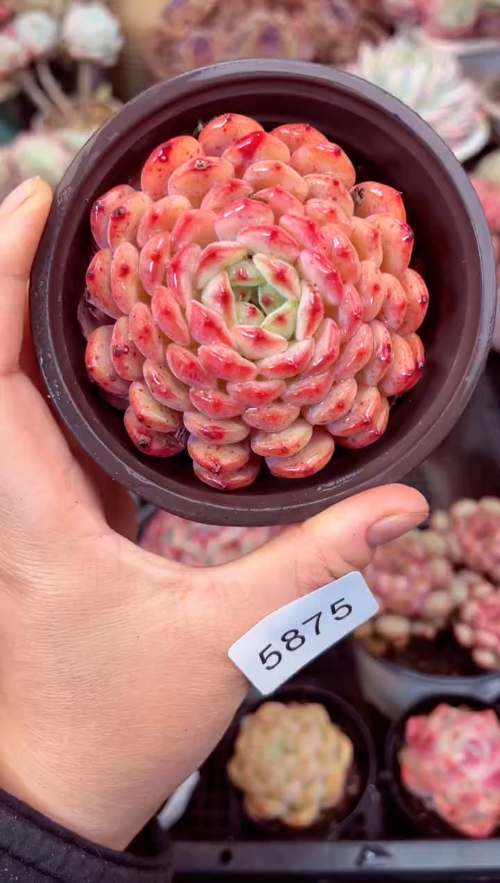 【闪购商品】5875单头白胖子多肉