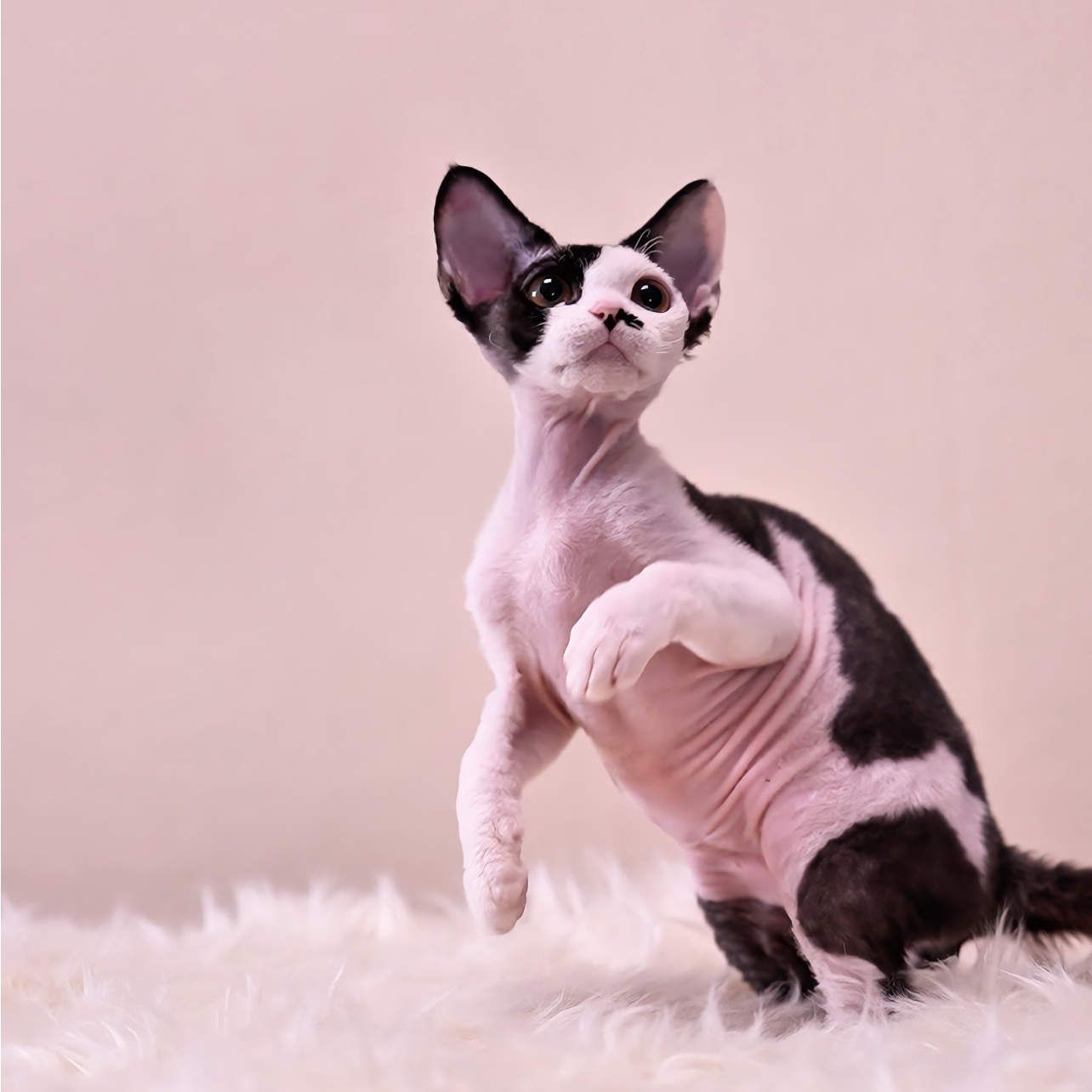 【绝育·】德文卷毛猫活体黑白双色弟弟