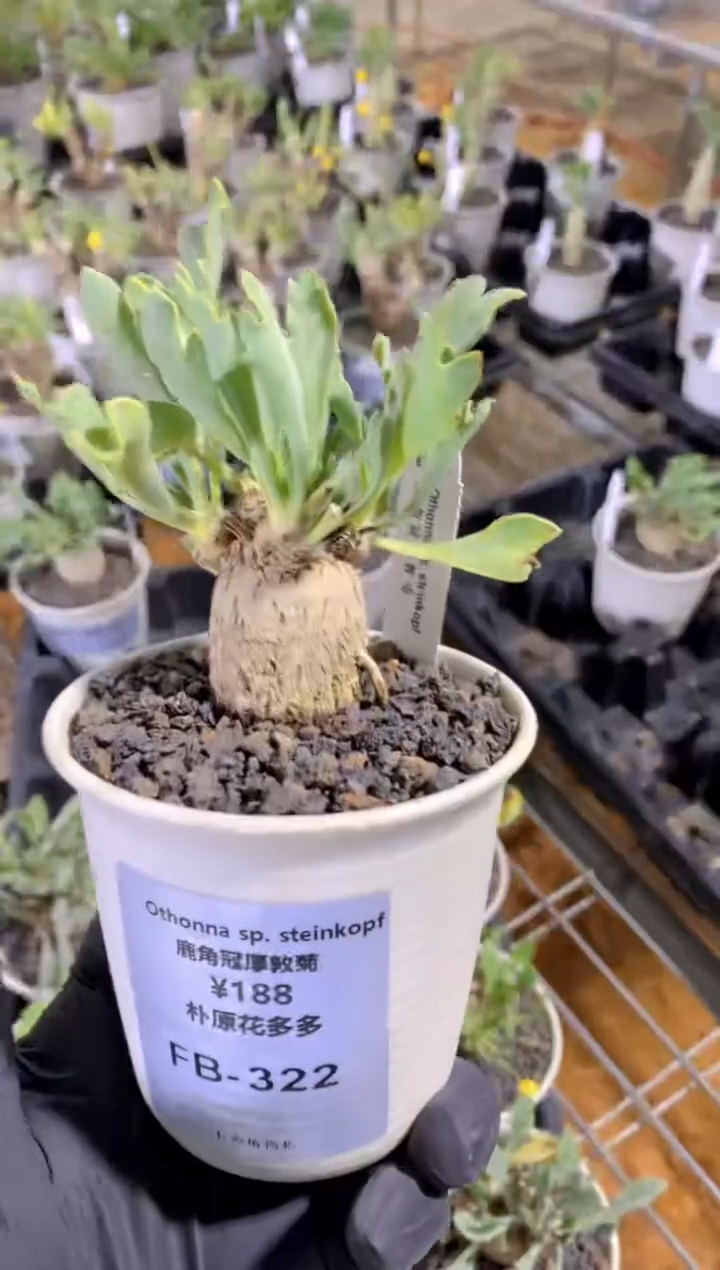 【闪购商品】鹿角冠厚敦菊FB-322