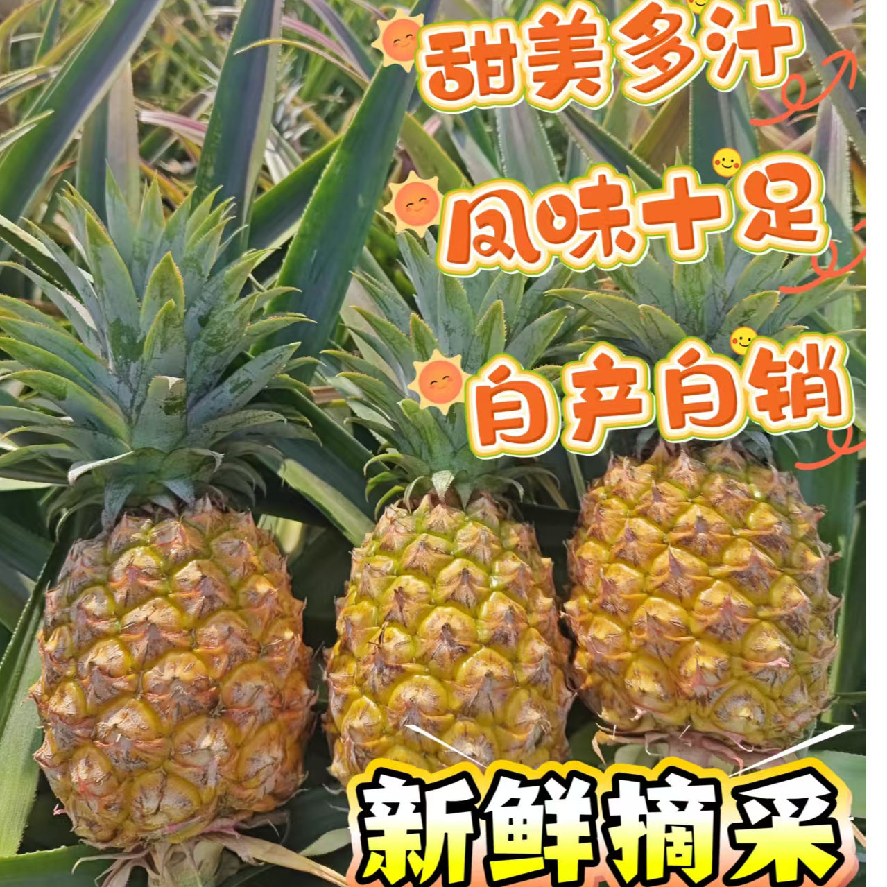 正宗海南金钻凤梨风味十足产地直发 酸甜可口！收到即可使用！
